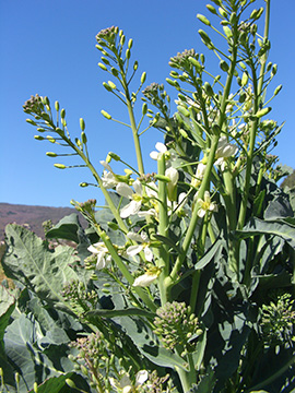 Brassica oleracea