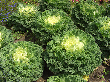 Brassica oleracea