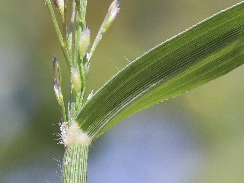 Eragrostis minor