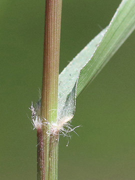 Eragrostis minor