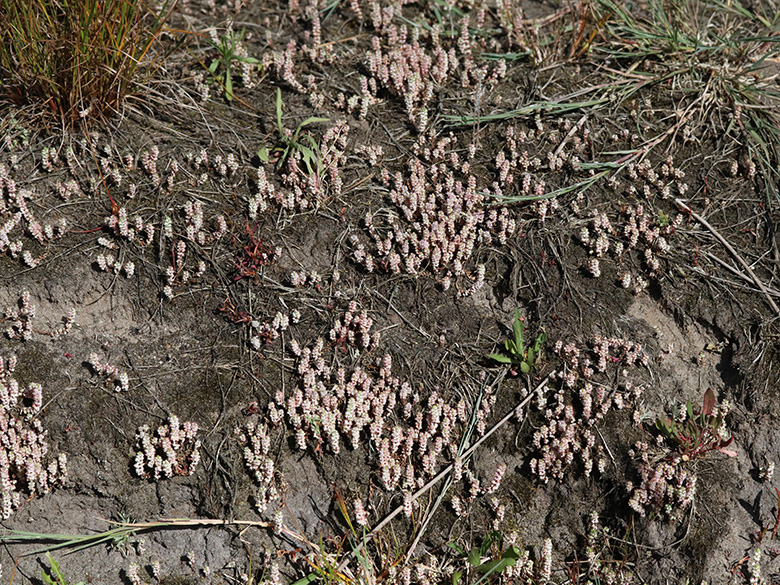 Illecebrum verticillatum