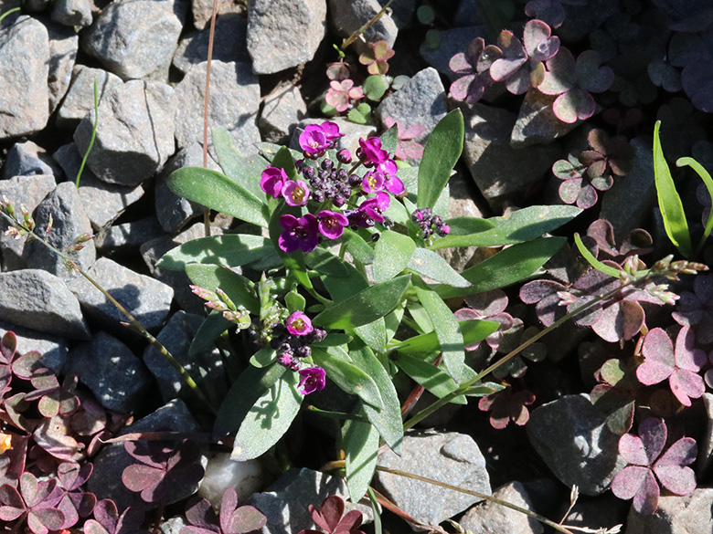 Lobularia maritima