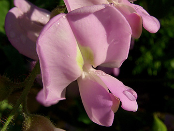 Robinia hispida