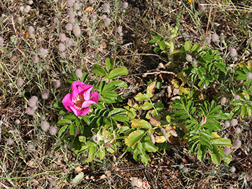Rosa rugosa