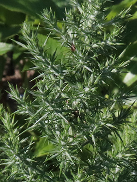 Ulex europaeus