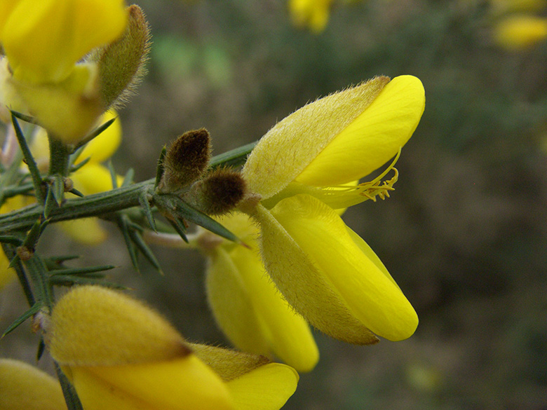 Ulex europaeus