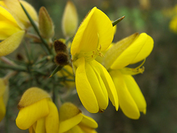 Ulex europaeus
