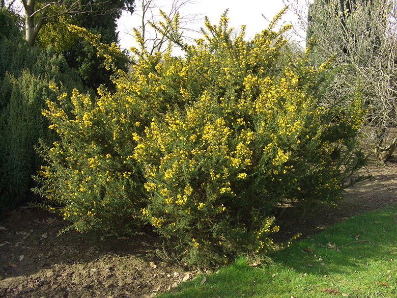 Ulex europaeus