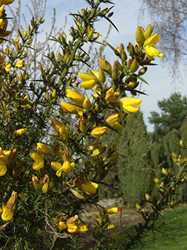 Ulex europaeus