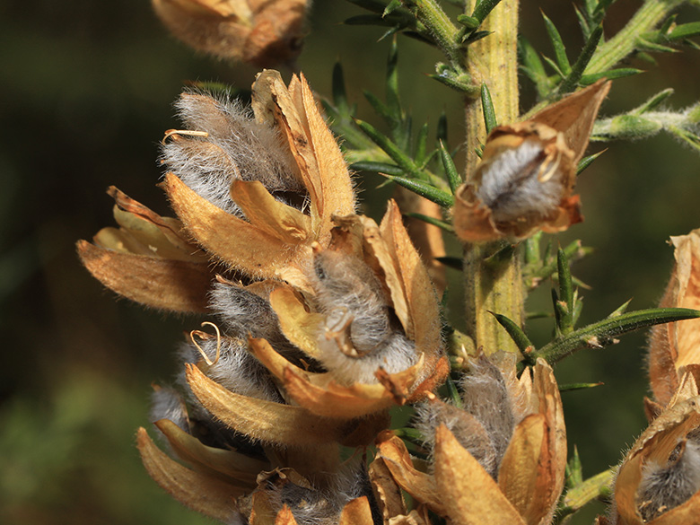Ulex europaeus