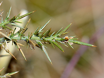 Ulex europaeus
