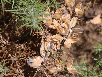 Ulex europaeus
