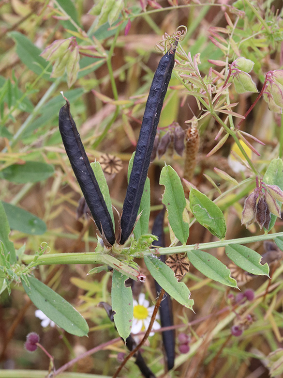 Vicia segetalis