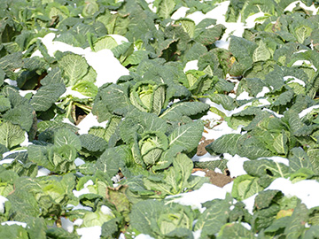 Brassica oleracea sabauda