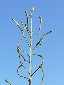 Brassica oleracea