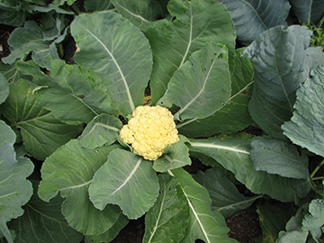 Brassica oleracea botrytis