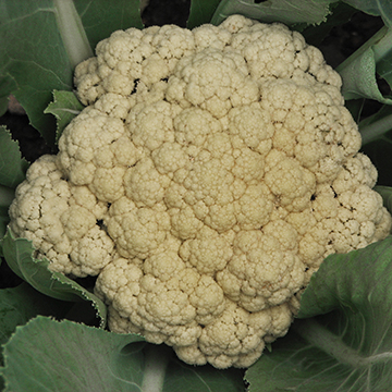 Brassica oleracea botrytis