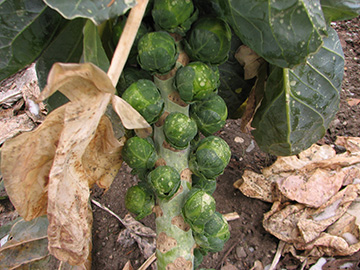 Brassica oleracea gemmifera