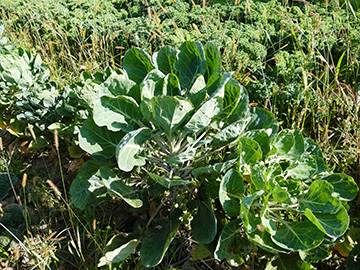 Brassica oleracea gemmifera