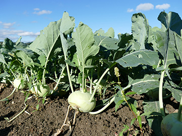 Brassica oleracea gongylodes
