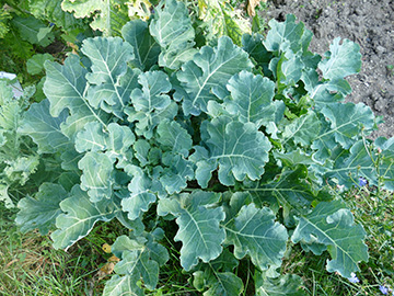 Brassica oleracea