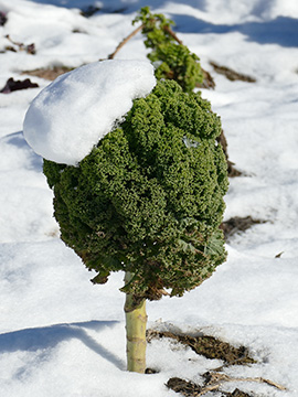Brassica oleracea sabellica