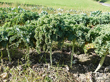 Brassica oleracea sabellica