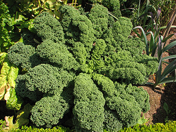 Brassica oleracea sabellica