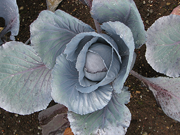 Brassica oleracea capitata rubra