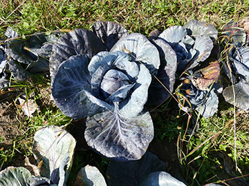 Brassica oleracea capitata rubra