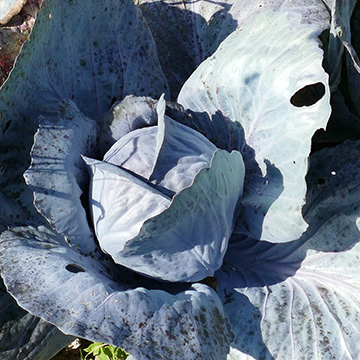 Brassica oleracea capitata rubra