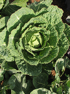 Brassica oleracea sabauda