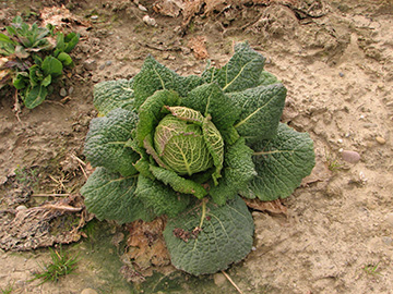Brassica oleracea sabauda