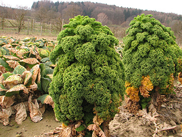Brassica oleracea sabellica