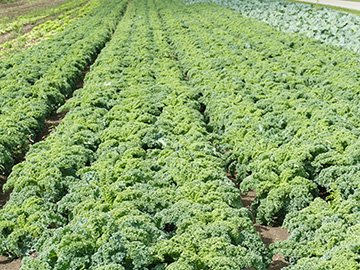 Brassica oleracea sabellica