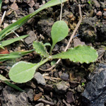 Sonchus asper - Raue Gänsedistel
