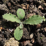 Sonchus asper - Raue Gänsedistel