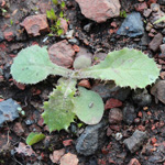 Sonchus oleraceus - Kohl-Gänsedistel