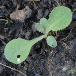 Sonchus oleraceus - Kohl-Gänsedistel