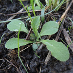 Sonchus oleraceus - Kohl-Gänsedistel