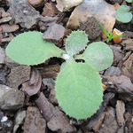 Sonchus oleraceus - Kohl-Gänsedistel