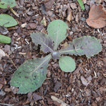 Sonchus oleraceus - Kohl-Gänsedistel