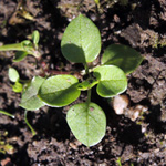 Stellaria media