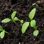 Stellaria media