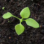 Stellaria media
