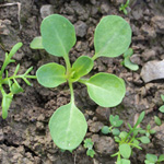 Thlaspi arvense