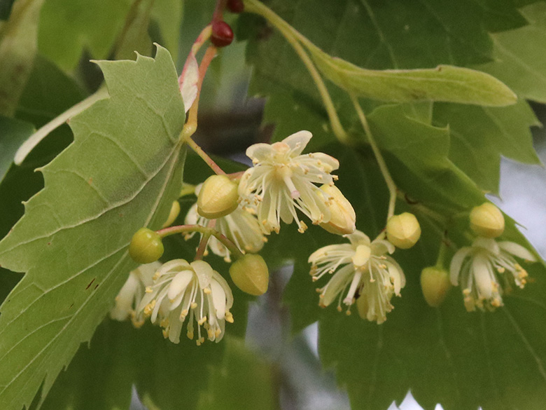 Tilia mongolica