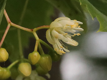 Tilia mongolica