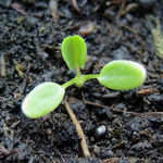 Trifolium arvense - Hasen-Klee