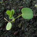 Trifolium arvense - Hasen-Klee